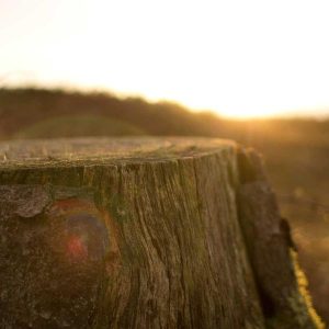 canvas_tot_5_fallback