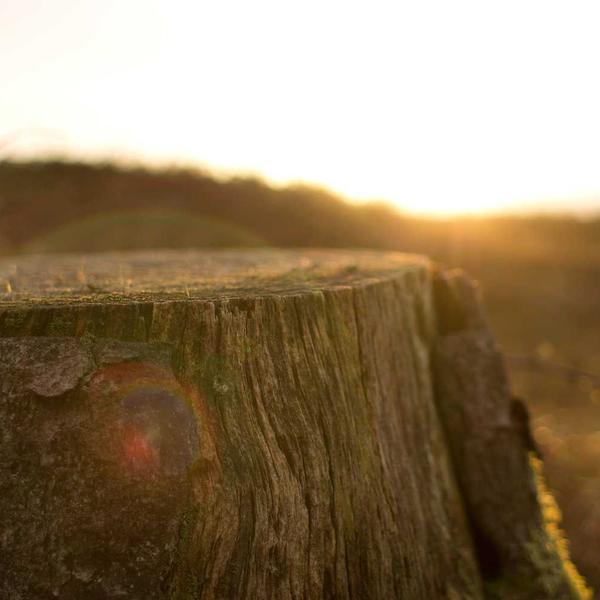 canvas_tot_5_fallback